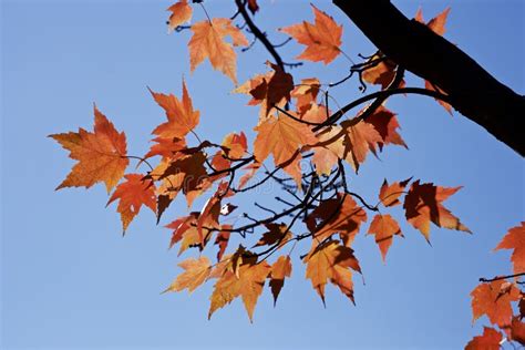 Autumn Maple Tree Leaves Stock Image Image Of Color 63001711