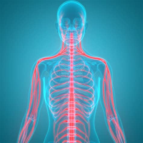 Human Body Nervous System Anatomy Stock Illustration Illustration Of