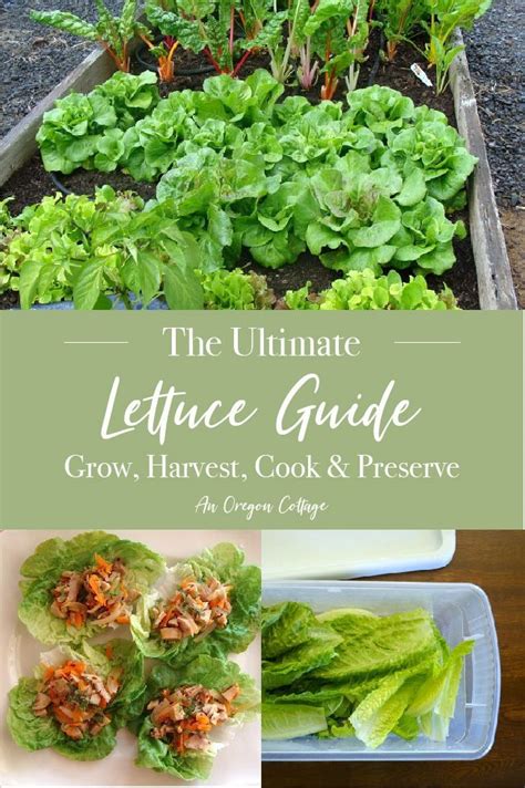 Ultimate Lettuce Guide Grow Harvest Cook And Preserve An Oregon