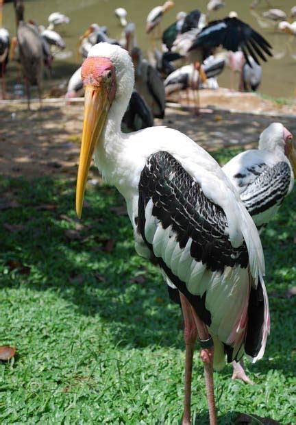 The national zoo is situated 13 km from the centre of kuala lumpur. Explore National Zoo of Malaysia - one of the best ...