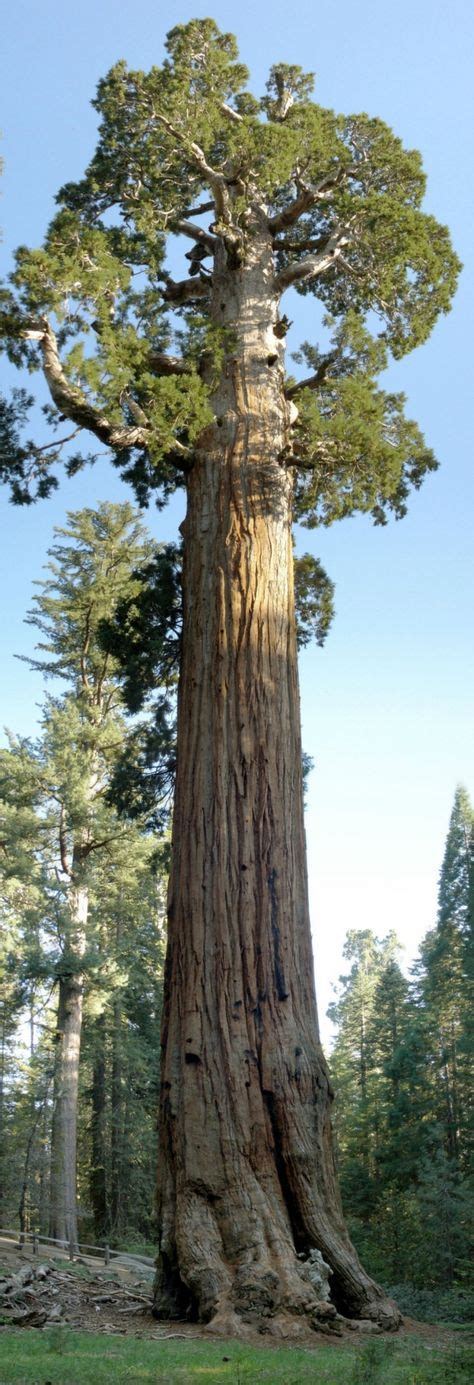 Las 16 Mejores Imágenes De Sequoia Fotos Arbol Gigante Y Sequoia