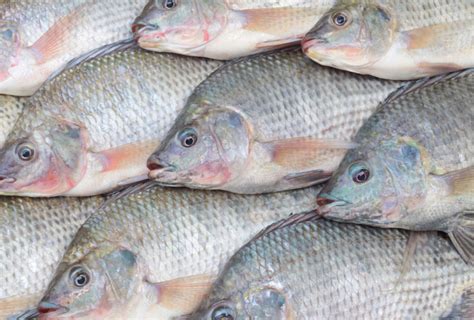 How Aquaculture Is Threatening The Native Fish Species Of Africa Yale
