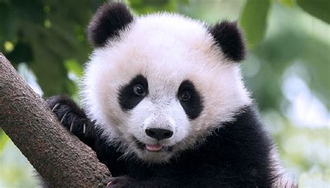Cute Baby Panda Images Hd Pictures Collections And Facts