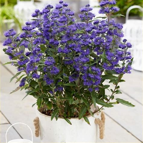 Caryopteris × Clandonensis Grand Blue Pack Of Three Plants Garden