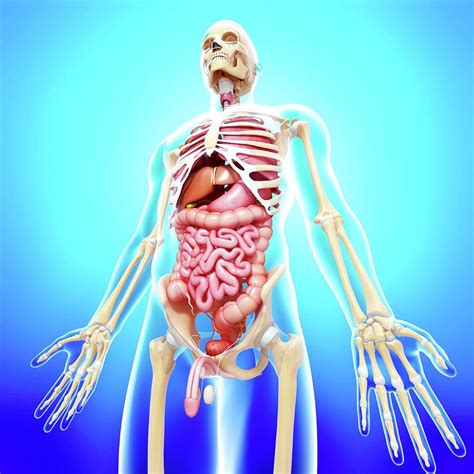 Anatomia Czlowieka