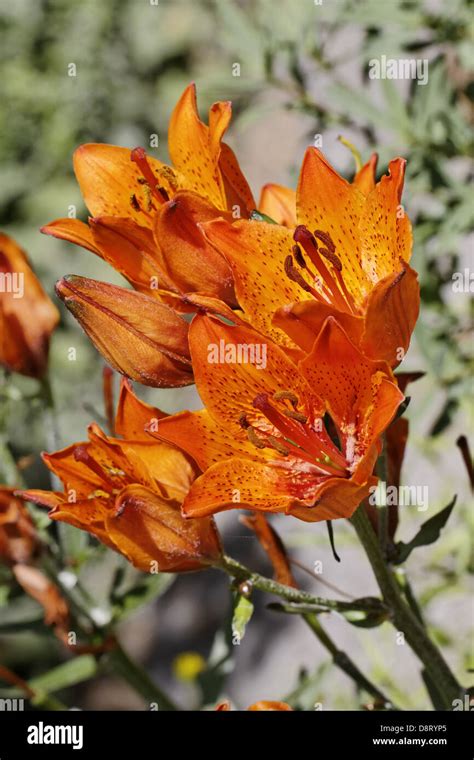 Lilium Bulbiferum Orange Lily Fire Lily Stock Photo Alamy