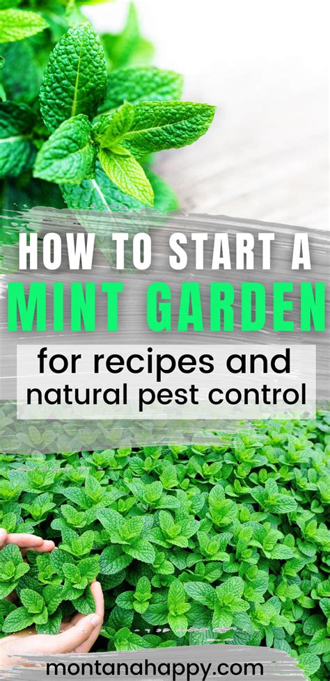 How To Start A Mint Garden Herbal Gardening Mint Garden Growing