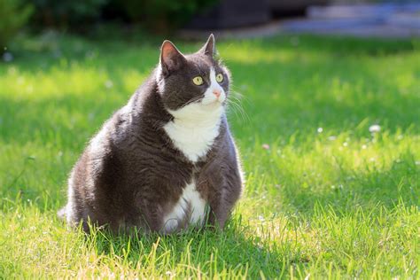Is Your Cat Overweight These Are Some Clear Signs They Are