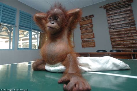 Baby Orangutan Nursed Back To Health After Being Rescued From Smuggler