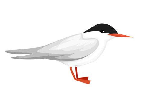 Tern Illustrations Royalty Free Vector Graphics And Clip Art Istock