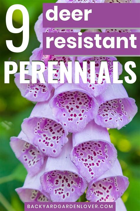 These 10 Deer Resistant Perennials Are Beautiful Aromatic And Critter