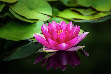 Water Lily Also Called Lotus Flower 3 Photograph By Michael Sedam