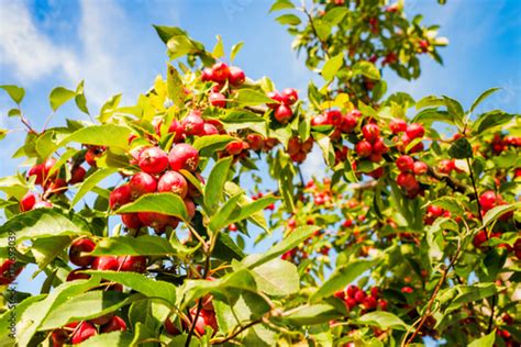 Red Ripe Fruit Of Chinese Apple Tree Stock Photo Adobe Stock