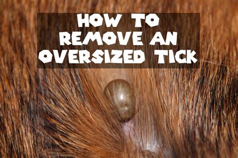 How To Remove An Oversized Tick From A Dog Tick Removal Dog Tick