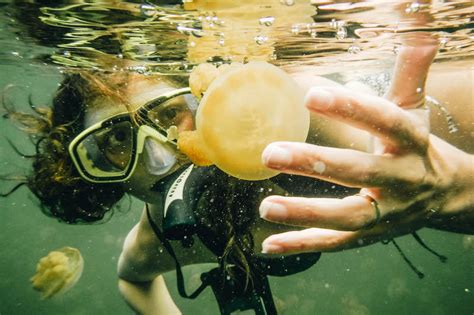 A Guide To Swimming In Palau S Freshwater Jellyfish Lake