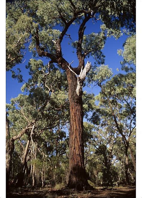 Prints Of Mugga Ironbark Woodland Eucalyptus Sideroxylon Australian