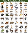 Awe-inspiring Compilation of 999+ Animals - Mesmerizing Images and ...