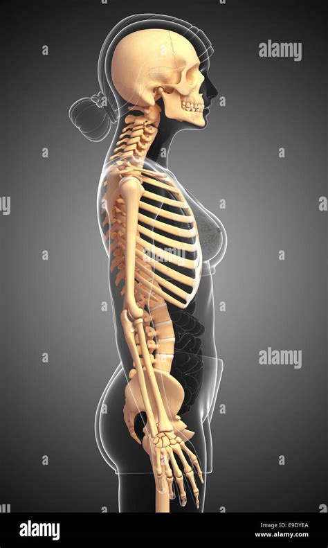 Skeleton Side View High Resolution Stock Photography And Images Alamy