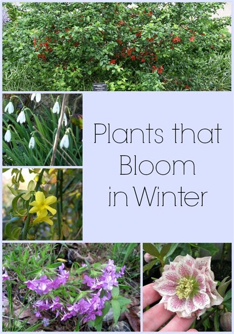8 Plants That Bloom In Winter Perfect For Your Back Yard Winter