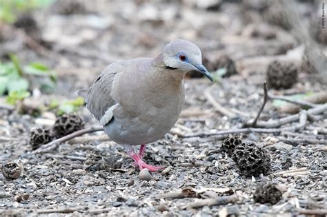 White Winged Dove Urban Hawks