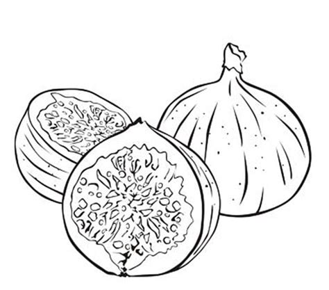 The Best Free Fig Drawing Images Download From 231 Free Drawings Of