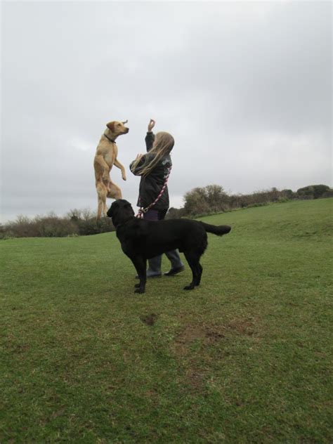 Molly Is 59 Days Pregnant Marchstone Labradors