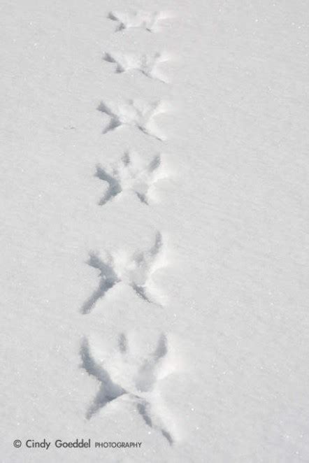 Snow Angel Tracks Cindy Goeddel Photography Llc