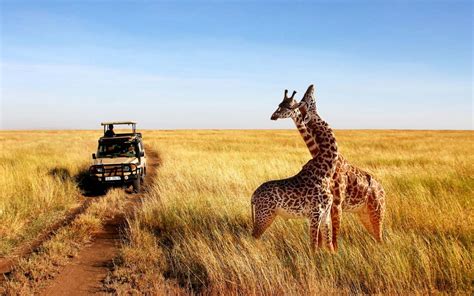 Tanzania Safari 4days Tanzania Budget Safari Packages Tripmycity
