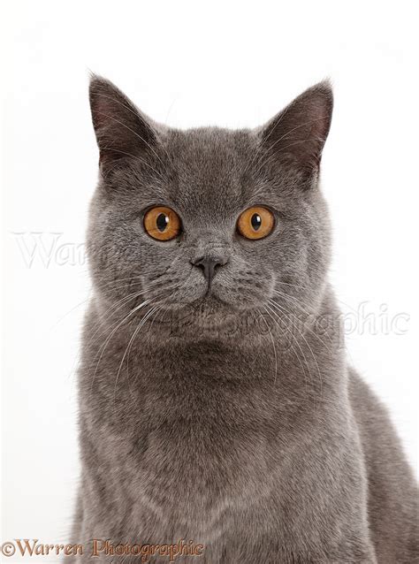 Blue British Shorthair Cat Photo Wp43204