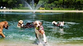 10 Amazing Dog Parks | Mental Floss