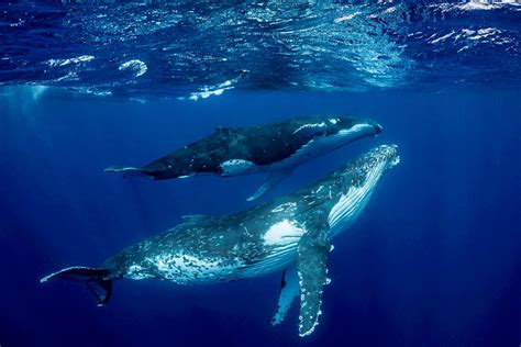 This Is A Serious Adrenaline Rush Stunning Images Of Humpback Whale And Her Playful Calf