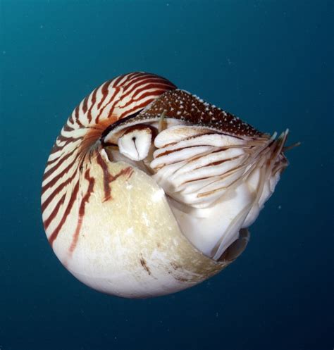 Nautilus Living Fossil Nautilus Animals