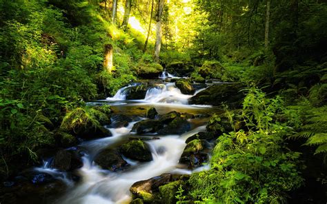 We did not find results for: River and Green Forest HD Wallpaper | Background Image ...