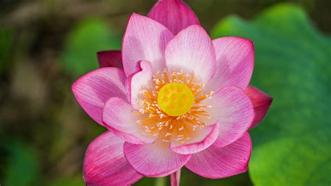 Lotus Flowers Bloom In S Chinas Guangxi Cgtn