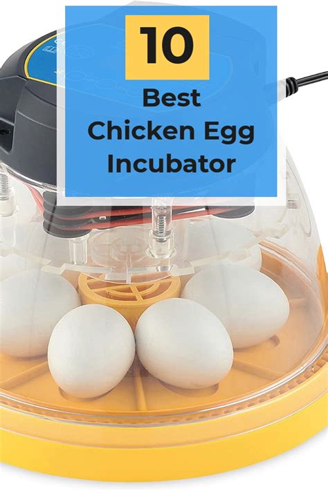 Incubating And Hatching Eggs Chicken Farmers Union