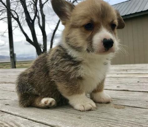 Very easy and fast experience. Corgi Pups Corgi Puppies For Sale Near Me - petfinder
