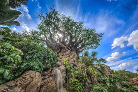 8 Totally Cool Things About The Tree Of Life At Walt Disney World ...