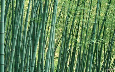 44 Bamboo Grass Wallpaper Wallpapersafari