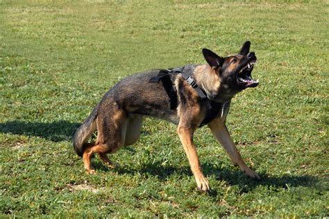 How do dogs see the world compared to humans? What to Do If You're Attacked by a Dog - USA TODAY Classifieds