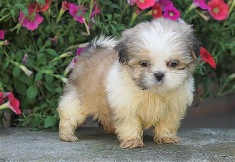 Shih Tzu Puppy For Sale Warsaw Oh Female Izzy Ac Puppies Llc