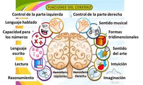 Hemisferios Cerebrales Estilos De Aprendizaje