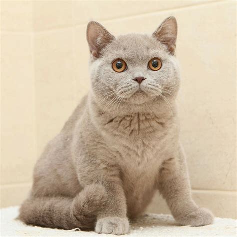 Plush Kiss Juno Purebred British Shorthair Male Kitten Mysite1