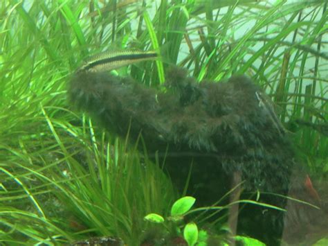 Siamese algae eaters are also fairly large fish. Siamese Algae Eaters Vs Black Brush Algae | hubpages