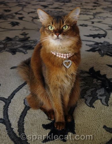 Pretty Kitty Cat Collars