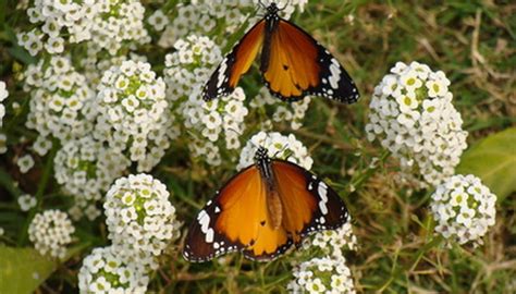 Butterflies have good vision but a weak sense of smell. Flowers That Attract Bees & Butterflies | Garden Guides