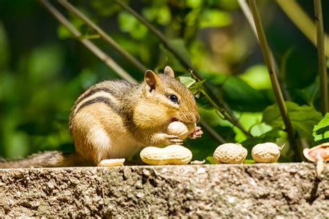 A Chipmunk Stuffs His Cheeks With Peanuts Stock Photo Download Image