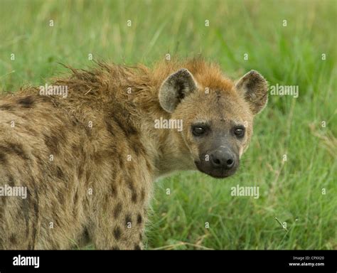 Hyena Close Hi Res Stock Photography And Images Alamy