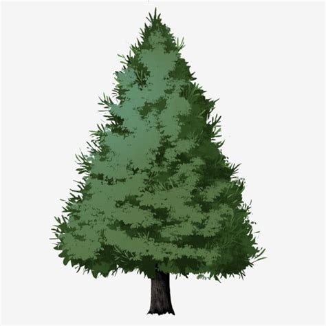 Cypress Evergreen Green Tree Green Leaves A Evergreen Tree Illustration