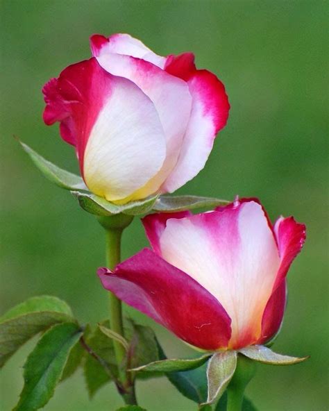 Simply Beautiful World Two Toned Rose ♥ Flores