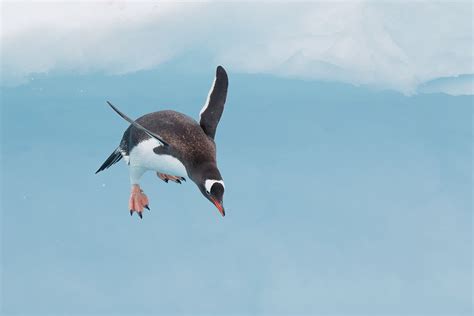 Flying Penguin From Our Great Antarctica Expedition Penguins